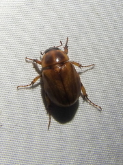 Cyclocephala annamariae