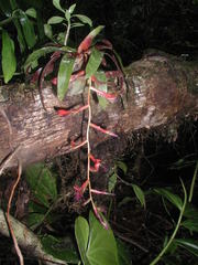 Tillandsia leiboldiana