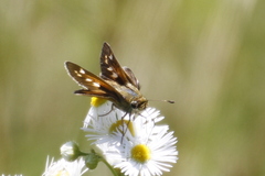 Atalopedes campestris huron