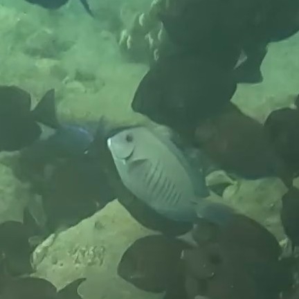 Acanthurus chirurgus