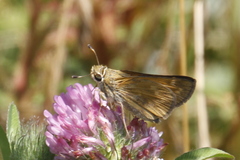 Atalopedes campestris huron