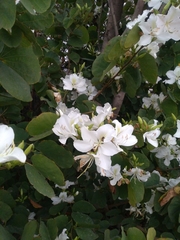 Bauhinia variegata candida