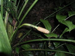 Cyclanthus bipartitus