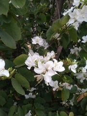 Bauhinia variegata candida