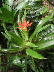 Guzmania lingulata