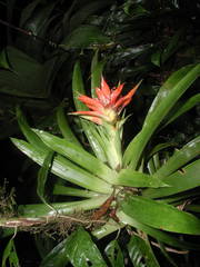 Guzmania lingulata
