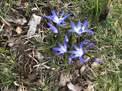 Scilla forbesii