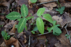 Desmodium tweedyi