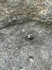 Rectiostoma xanthobasis