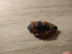Sternocera castanea