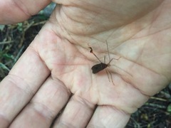 Anisoscelis gradadius