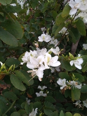 Bauhinia variegata candida