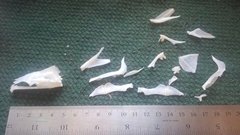 Micropterus floridanus