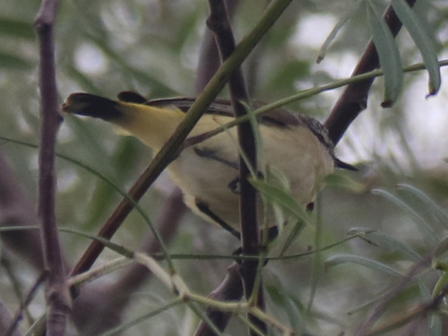 Yellow-rumped Thornbill