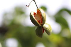 Tabernaemontana tomentosa