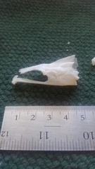 Micropterus floridanus