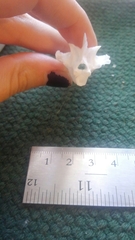 Micropterus floridanus