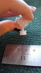 Micropterus floridanus