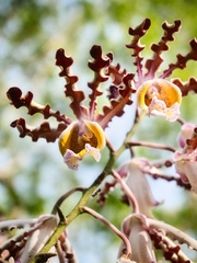 Myrmecophila christinae, photograph (c) Abraham A. Gómez Landero, some rights reserved (CC BY)