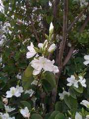 Bauhinia variegata candida