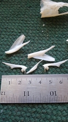 Micropterus floridanus