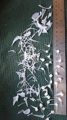 Micropterus floridanus