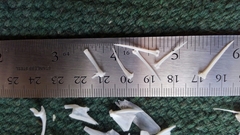 Micropterus floridanus