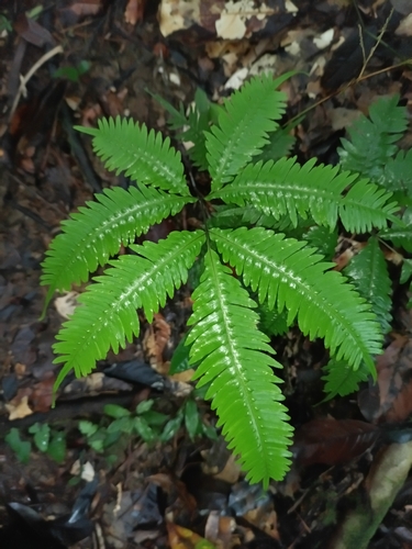 Pteris pungens