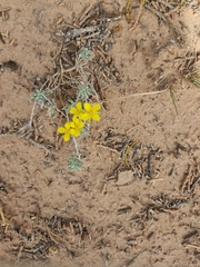 Physaria fendleri, photograph author not stated, no rights reserved