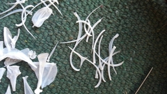 Micropterus floridanus