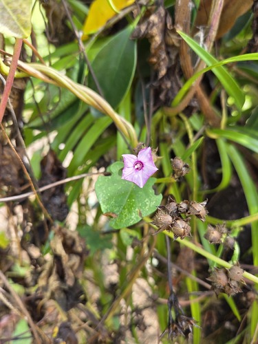 Ipomoea triloba observed 2025-10-24