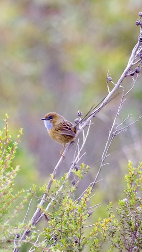 Southern Emu-wren (Stipiturus malachurus), photo 4
