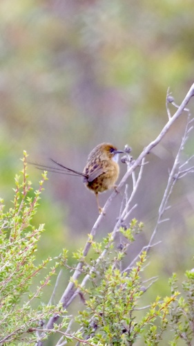 Southern Emu-wren (Stipiturus malachurus), photo 5
