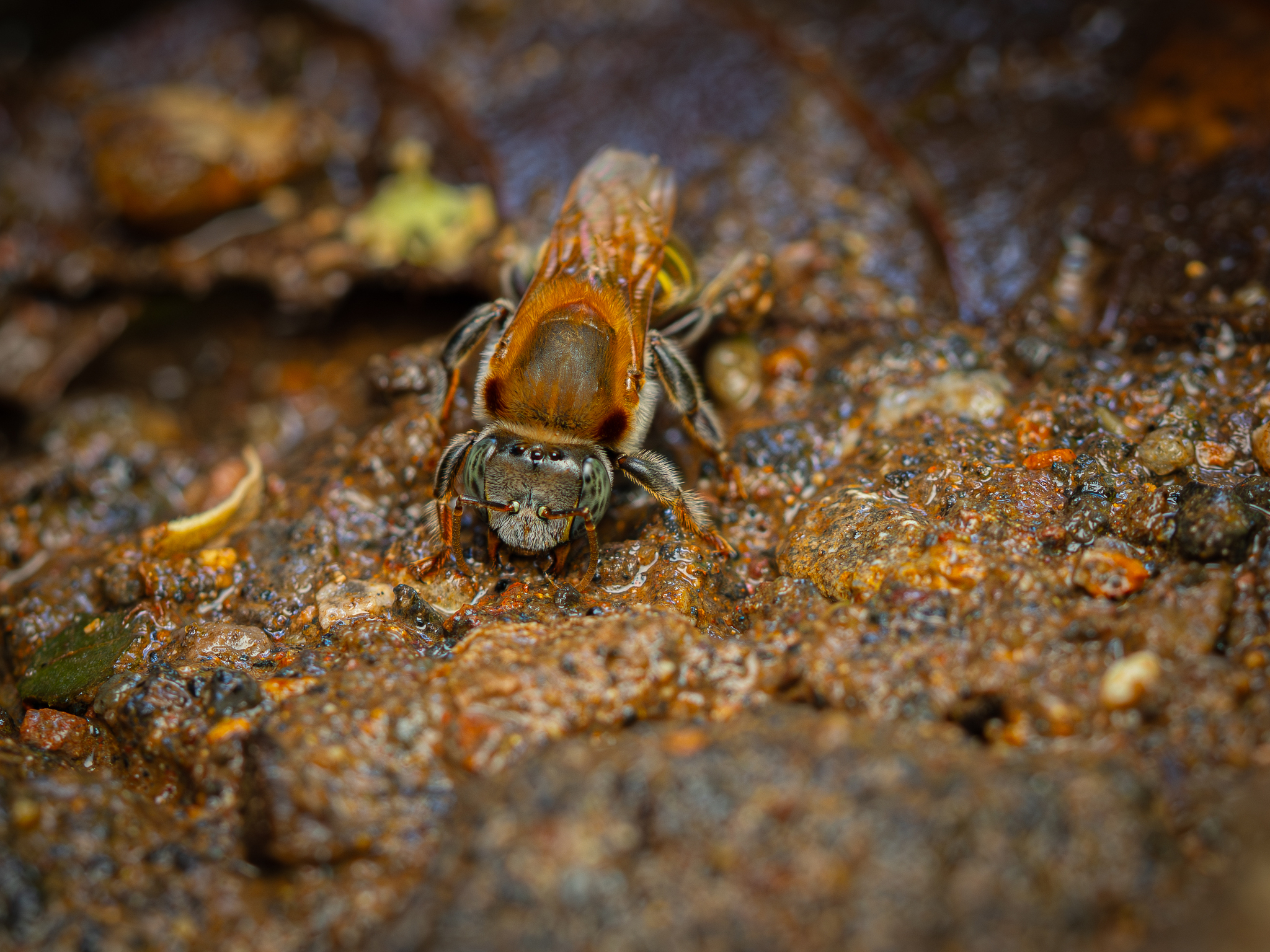 Foto de Melipona beecheii Bennett, 1831
