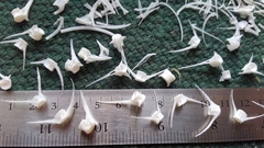 Micropterus floridanus