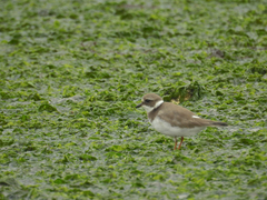 Charadrius hiaticula