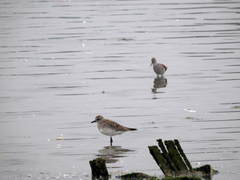 Pluvialis squatarola