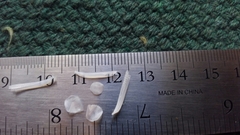 Micropterus floridanus