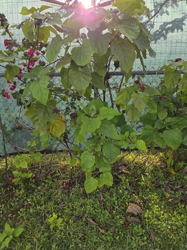 Clerodendrum chinense observed 2025-12-15