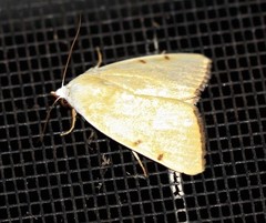 Xanthodes amata