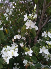 Bauhinia variegata candida