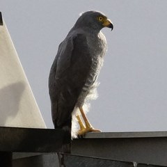 Rupornis magnirostris