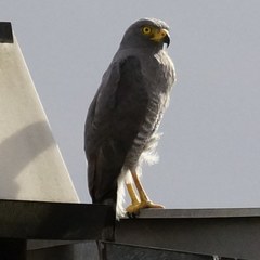 Rupornis magnirostris