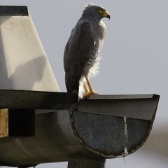 Rupornis magnirostris