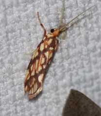 Lactura panopsia
