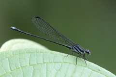 Argia indicatrix