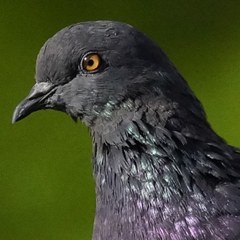 Columba livia domestica