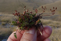 Chaerophyllum colensoi