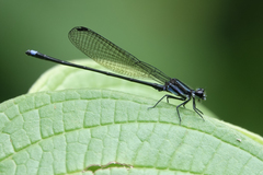 Argia indicatrix