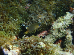 Stegastes xanthurus